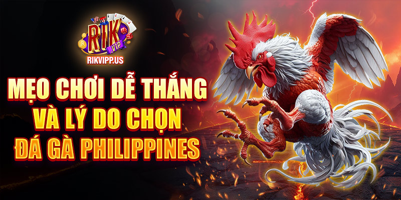 Mẹo chơi dễ thắng và lý do chọn đá gà Philippines